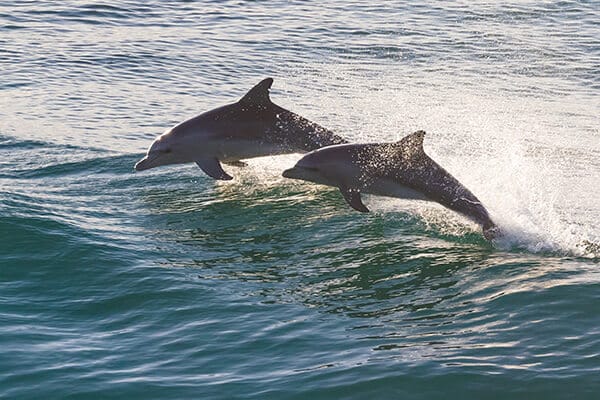 Dolphin Cruises / Tours from Sandestin Resort or Destin Harbor